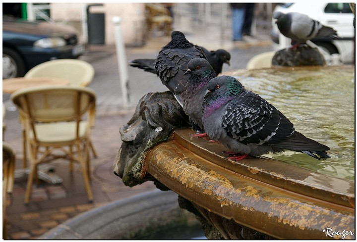 IMGP2477 copie.jpg - Une fontaine pigeonnante